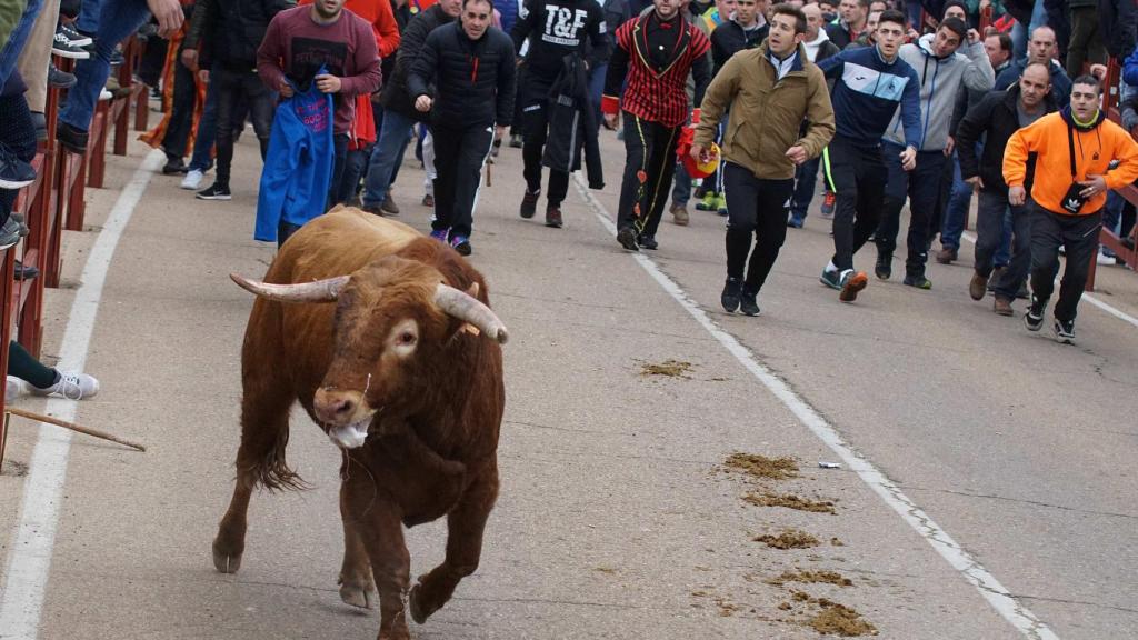 encierro caballo ciudad rodrigo 22