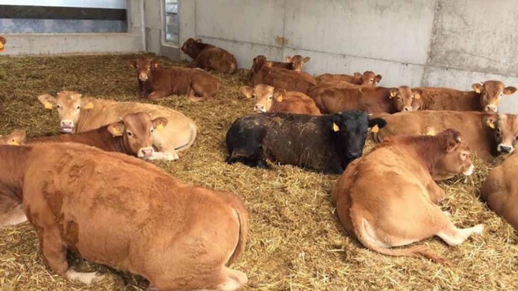 Imagen de archivo de un cebadero