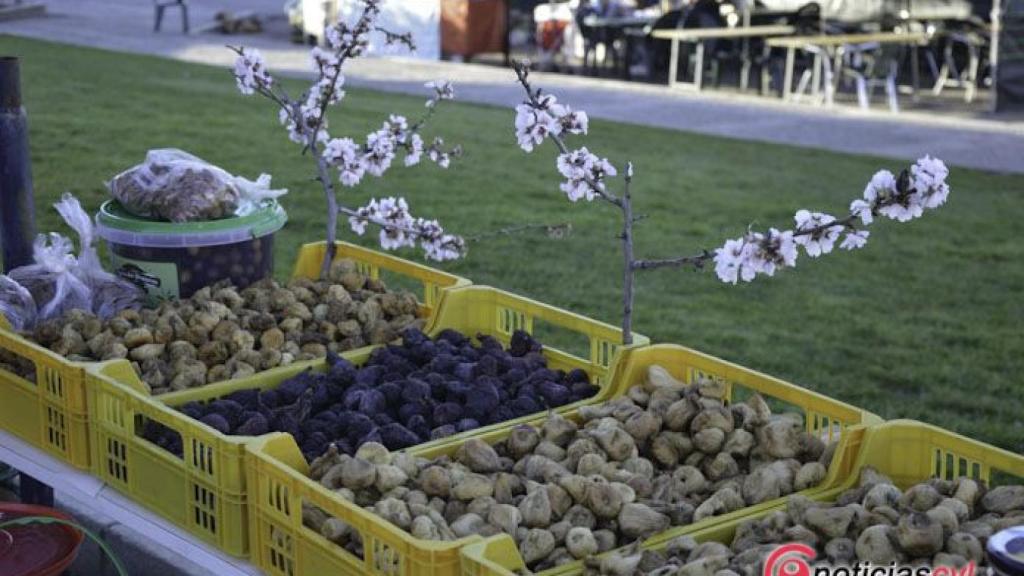 Amendoeiras 2017 figueira 9