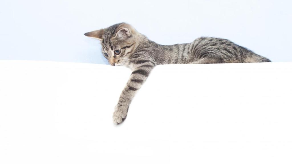 Los gatos son más proclives a usar la pata izquierda, al contrario que las hembras.