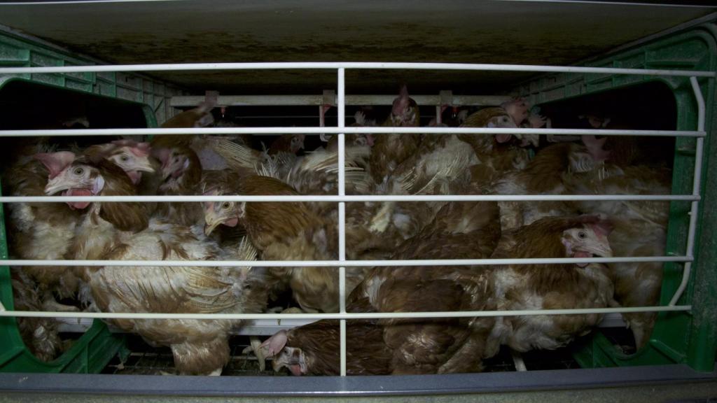 España es uno de los principales productores de huevos de Europa.