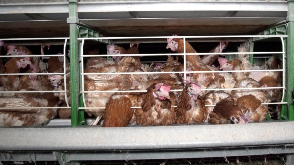 La tortura de las gallinas enjauladas que ponen los huevos que comemos y Francia quiere prohibir
