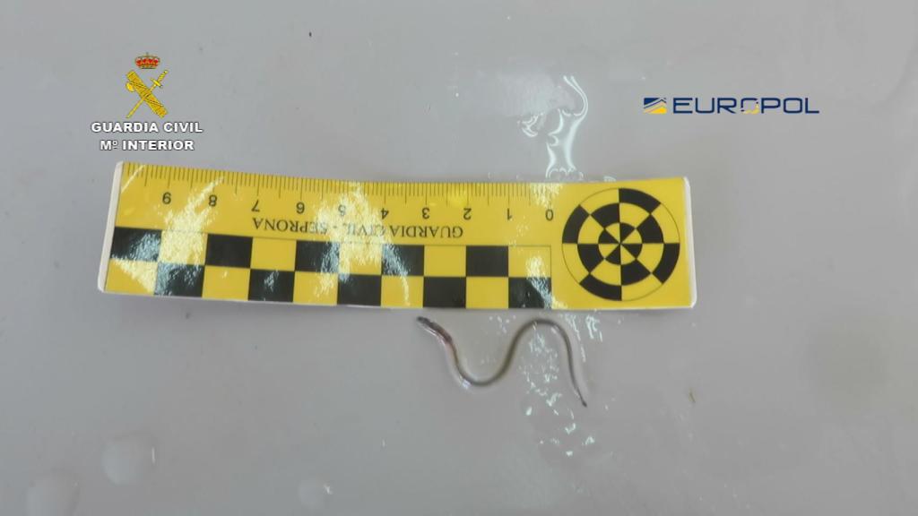 Las angulas pueden adquirir un precio de hasta 2.000 euros el kilo.