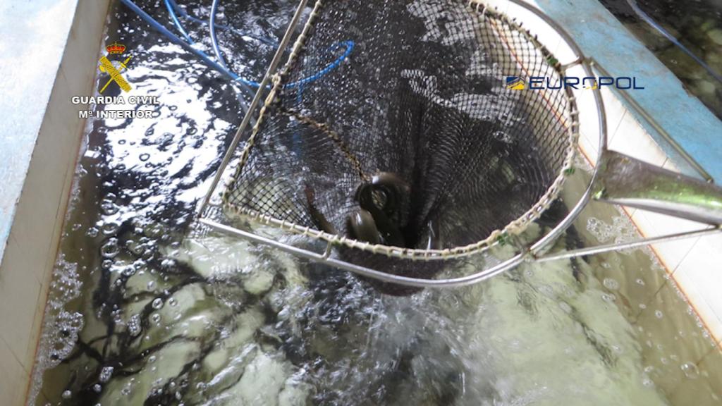 La carne de anguila es considerada un manjar en el mercado chino.