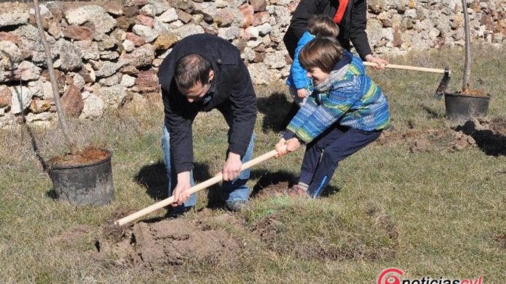 zamora plantacion arboles cristo rey10