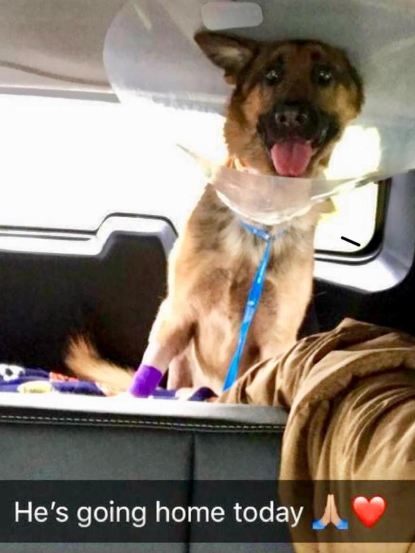 Rex volviendo a casa después de la operación.