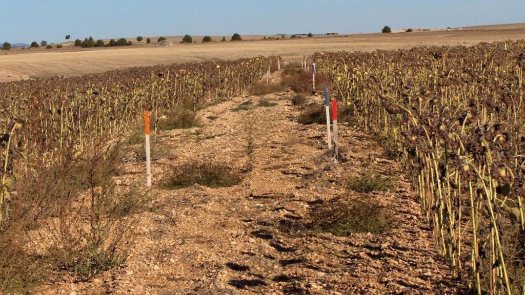 girasol en secano