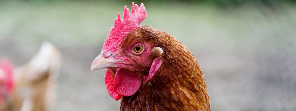Ejemplar de un pollo campero de raza rubia, comercializado por Carrefour.