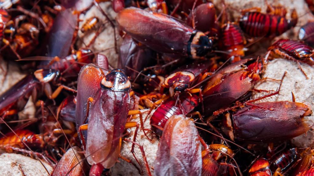 Una colonia de cucarachas americanas. / Sheng Li.