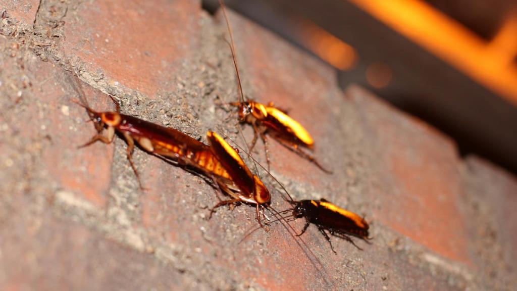 Las cucarachas se mueven de noche porque prefieren la oscuridad. / Sigurd Tao Lyngse.
