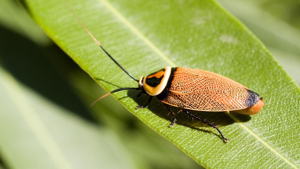 Existen unas 4.600 especies de cucarachas en todo el mundo, algunas de ellas, nada feas. / Ada Macey / Flickr.
