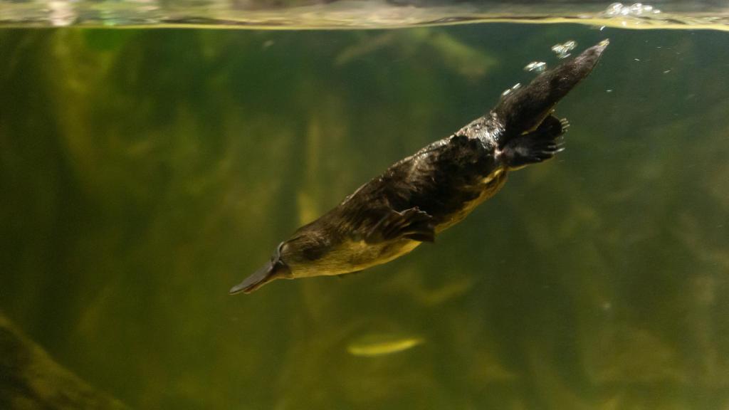Platypus.