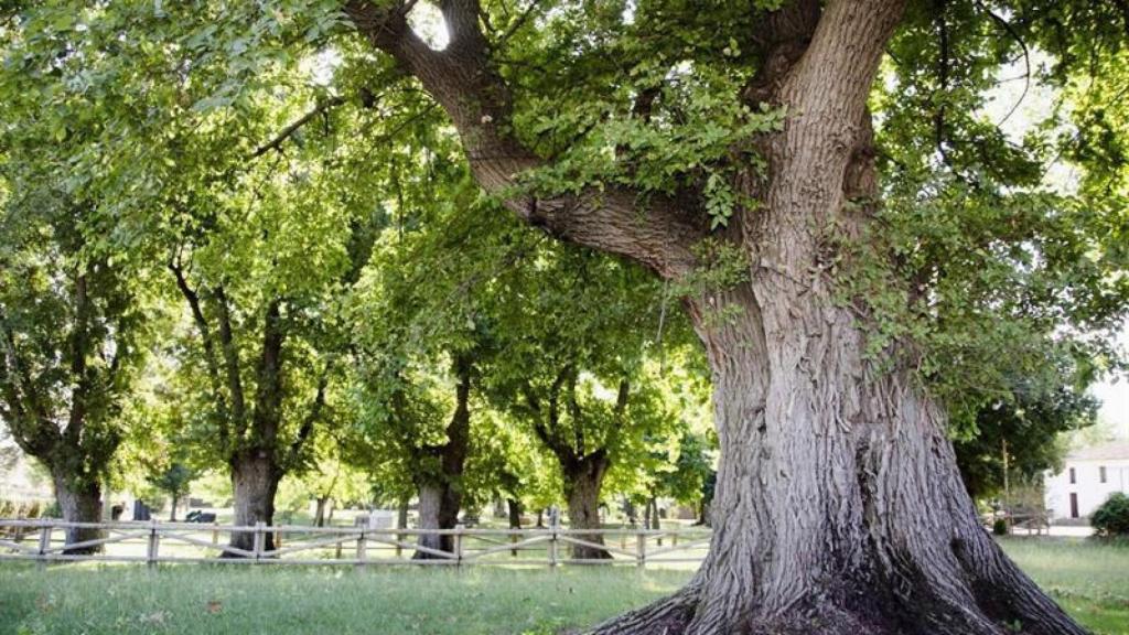Los olmos centenarios de Cabeza del Buey (Badajoz), que han quedado en segunda posición.