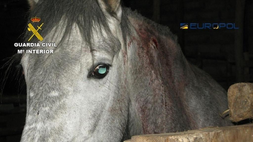 Los caballos de la operación Gazel se encontraban en un estado lamentable.