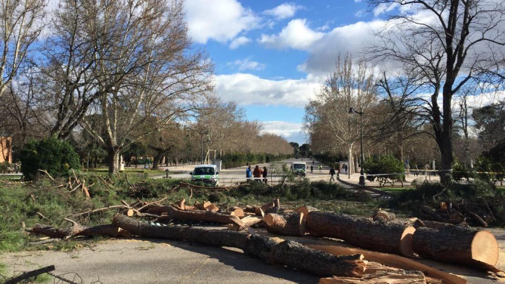 Árbol caído en El Retiro