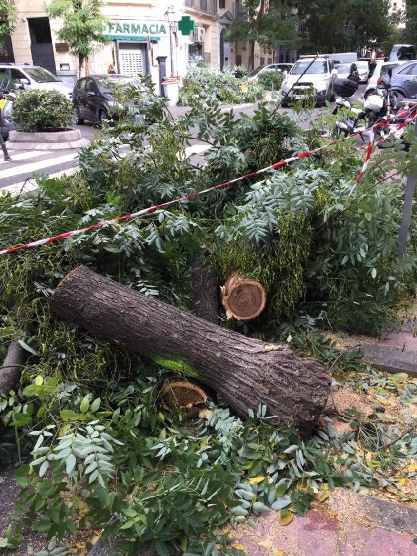 Otro de los ejemplares retirados en Madrid.