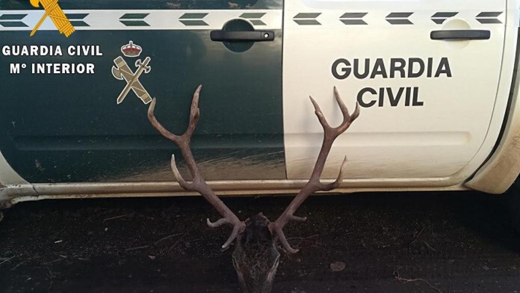 palencia ciervo guardia civil