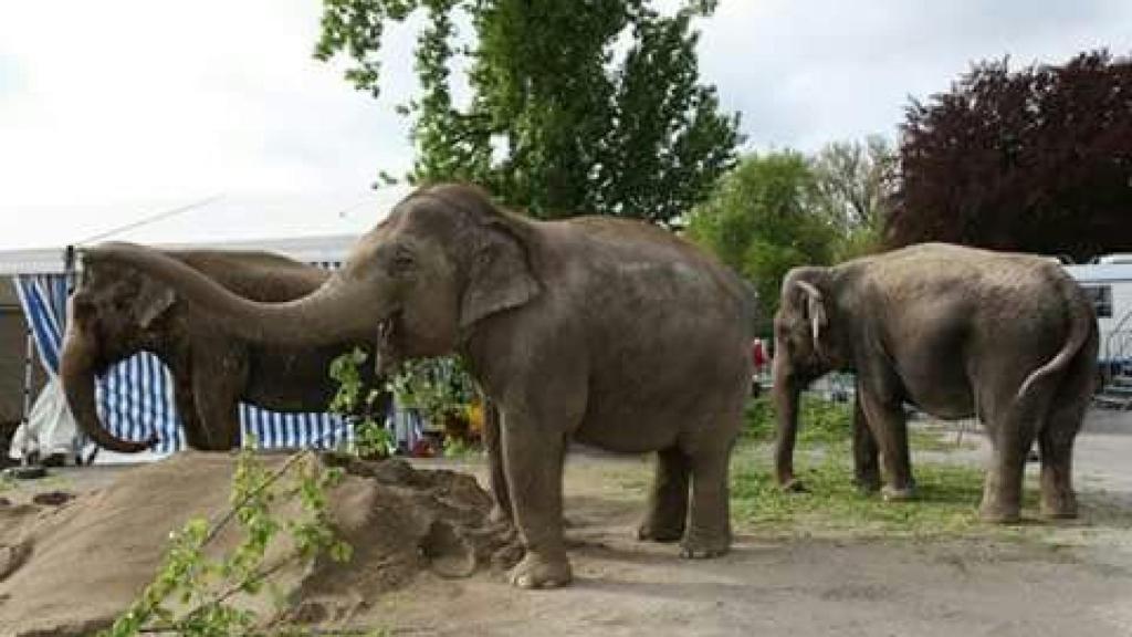 Lllevaba toda la vida metida en el circo Gottani. En la foto, en un día de descanso.