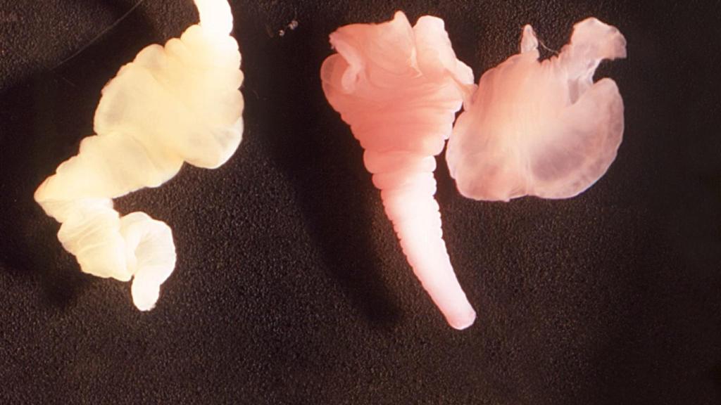 Larvas de Taenia solium