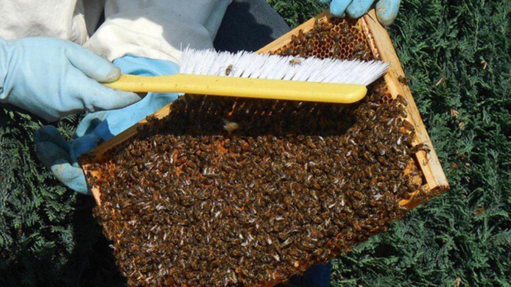 Regional-junta-miel-subvenciones