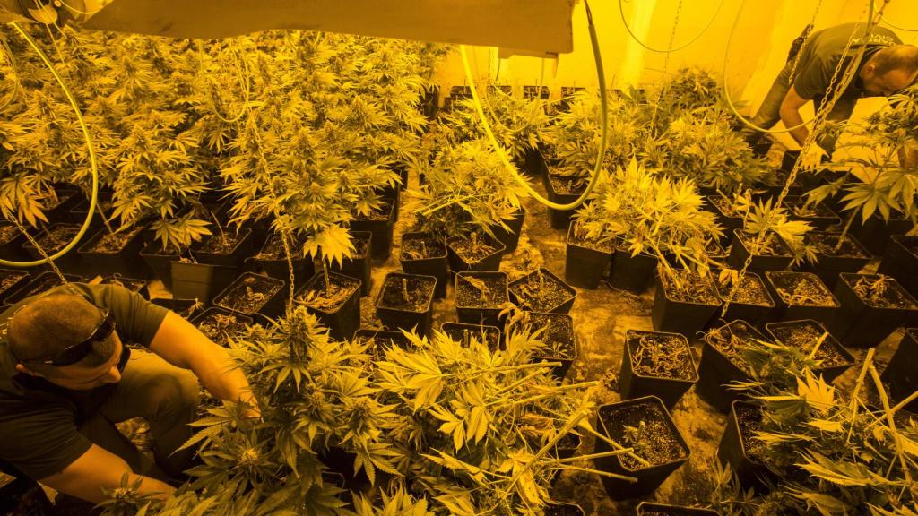 Un guardiacivil corta las plantas intervenidas en el sótano de una casa de Peligros.