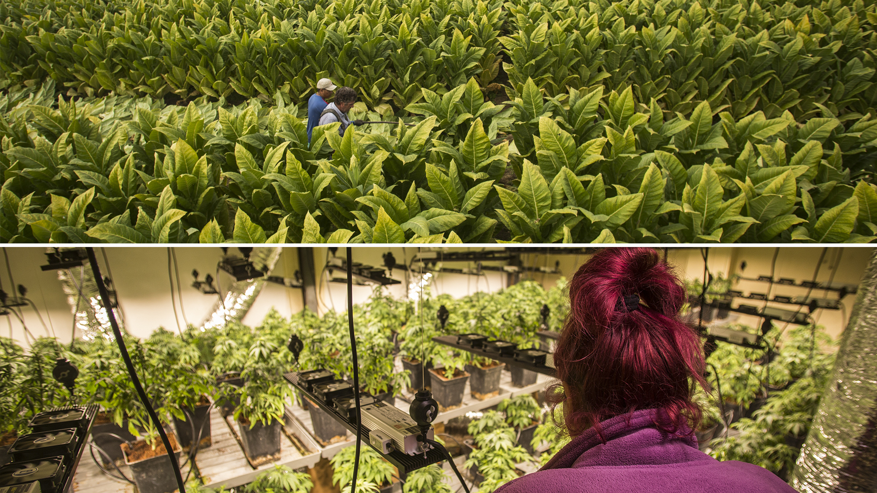 Arriba, una plantación de tabaco en Alhendín; abajo, otra ilegal de marihuana en Granada.