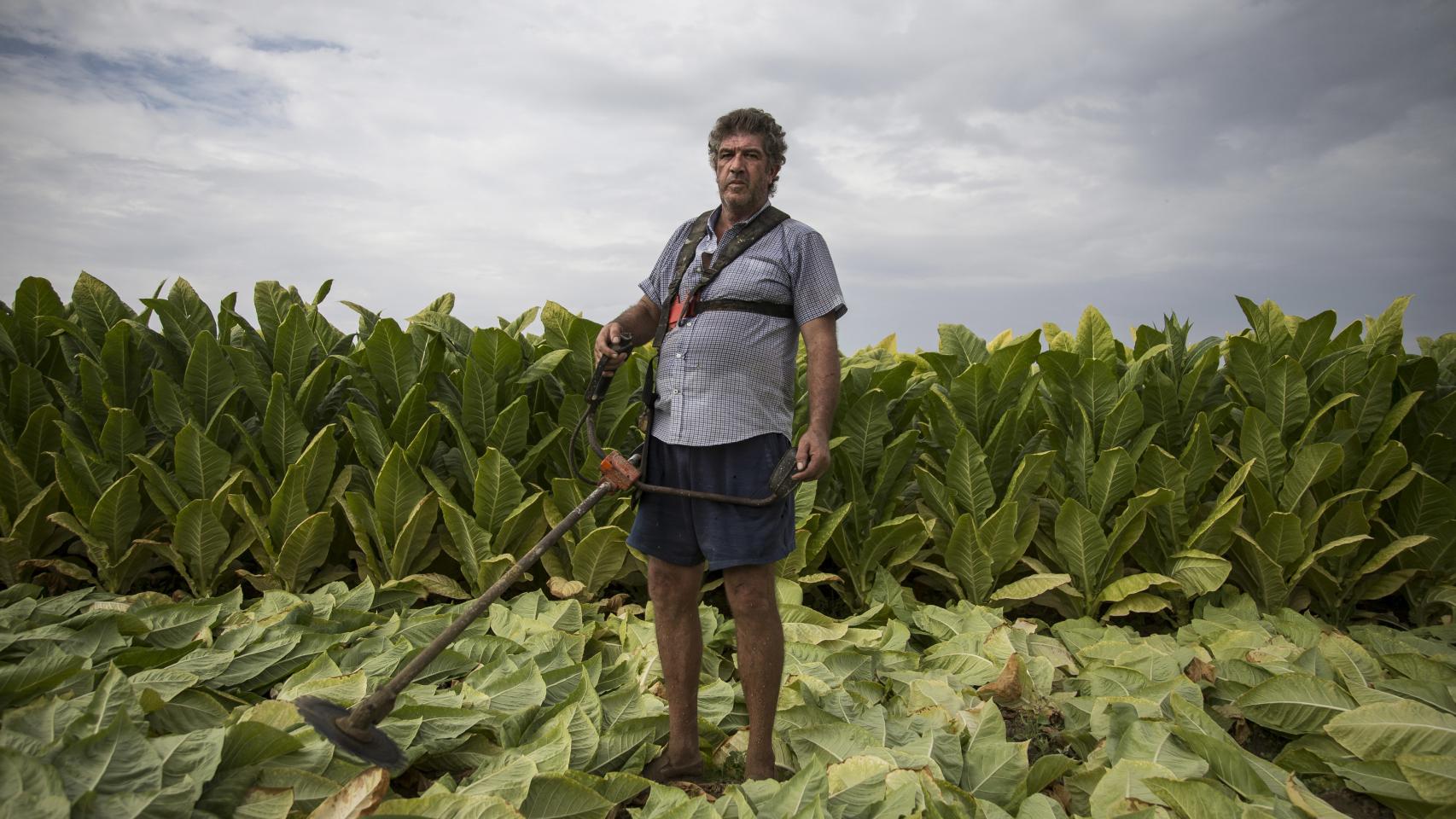 Así pasó Granada del tabaco a la marihuana (II)