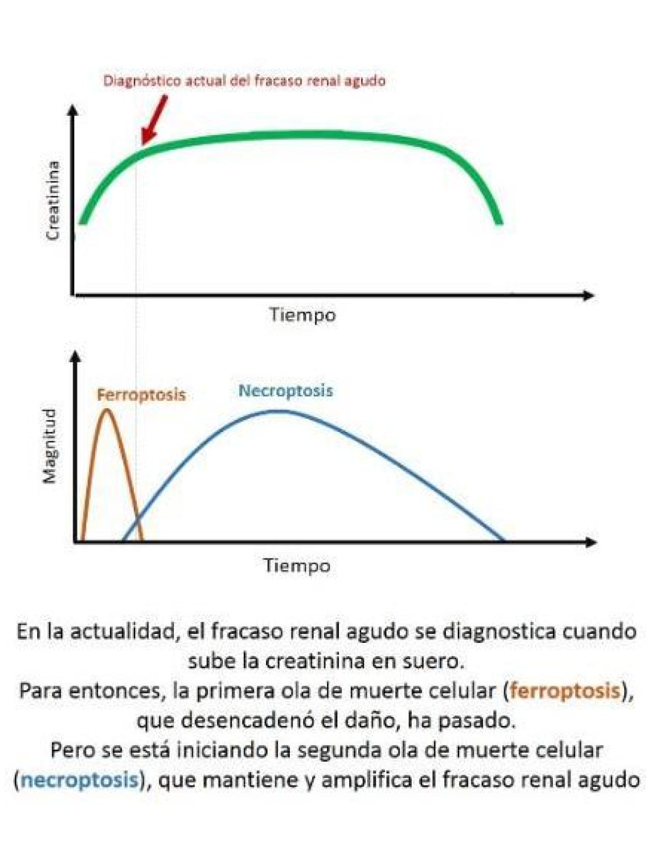 La posibilidad de un diagnóstico temprano permite aplicar el tratamiento antes de la segunda ola de muerte de células tubulares del riñón.