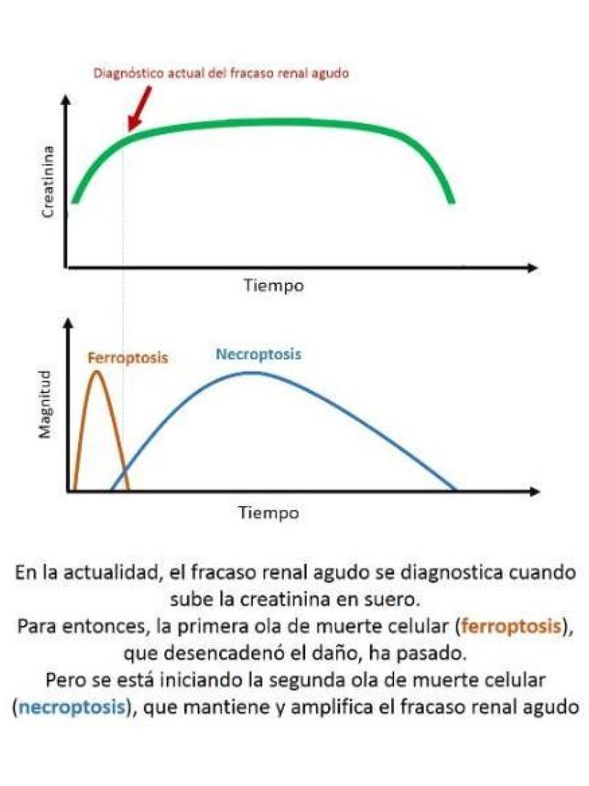 La posibilidad de un diagnóstico temprano permite aplicar el tratamiento antes de la segunda ola de muerte de células tubulares del riñón.