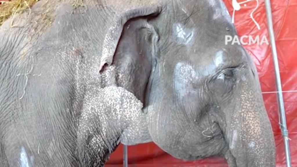 Una de las elefantas accidentadas hace una semana
