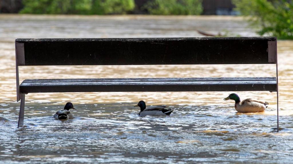 El río Ebro, a su paso por Zaragoza.