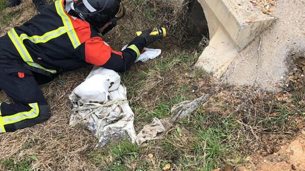 zamora bomberos salvamento perros (1)