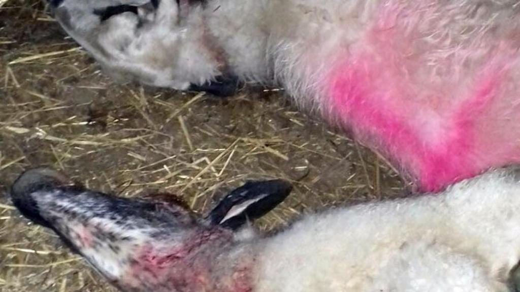 zamora-sayago-ovejas-ataque-lobo