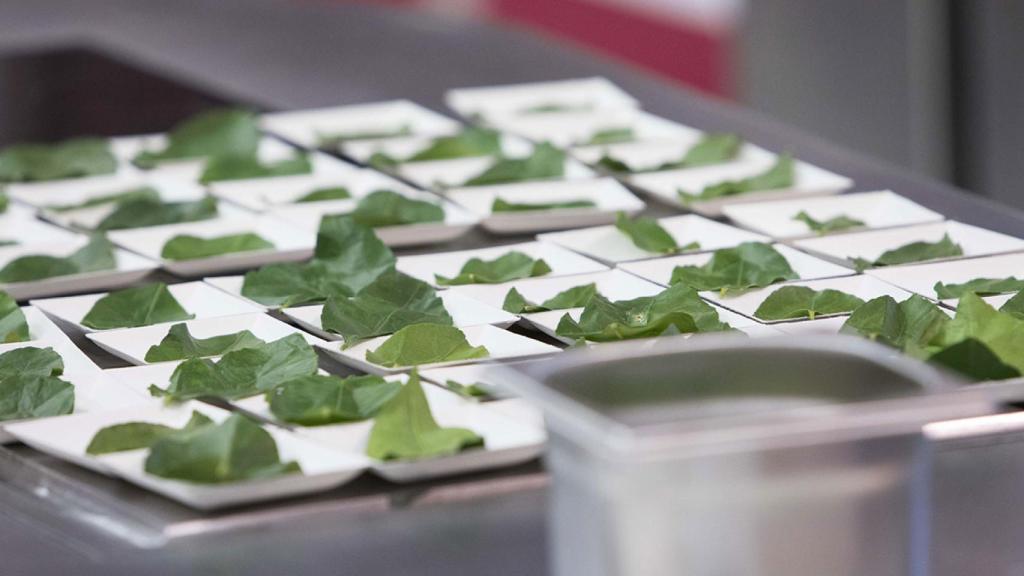 Soluciones personalizadas para innovar en la alimentación.