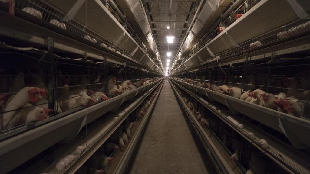 Así funciona el sistema de cría en jaula en España