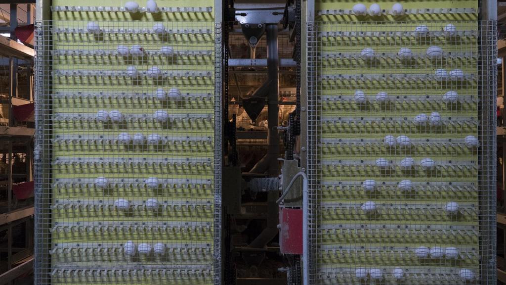 Los huevos se recogen cada día