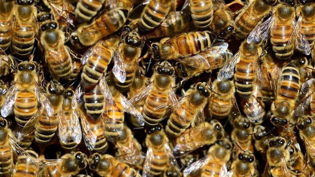 abejas