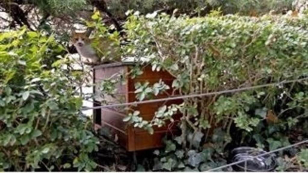 casetas felinas gatos libera valladolid 1