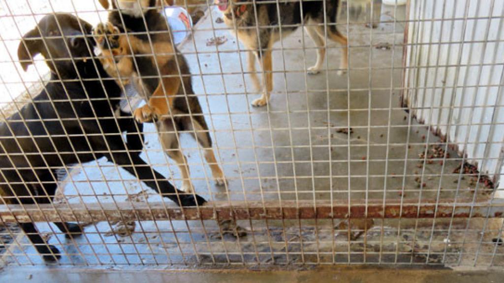 Perros en la protectora de Scooby