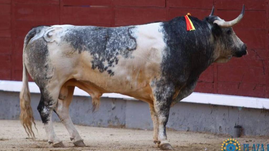 El toro 'Meloso', berrendo en cárdeno