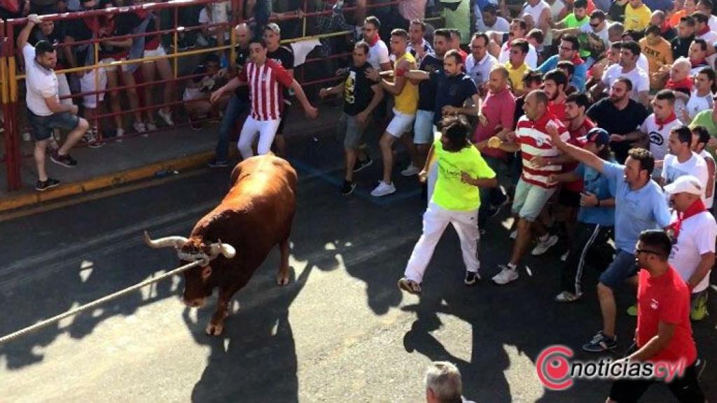zamora benavente toro enmaromado (1)
