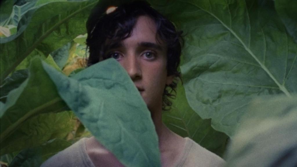 Image: Alice Rohrwacher captura el espíritu de De Sica