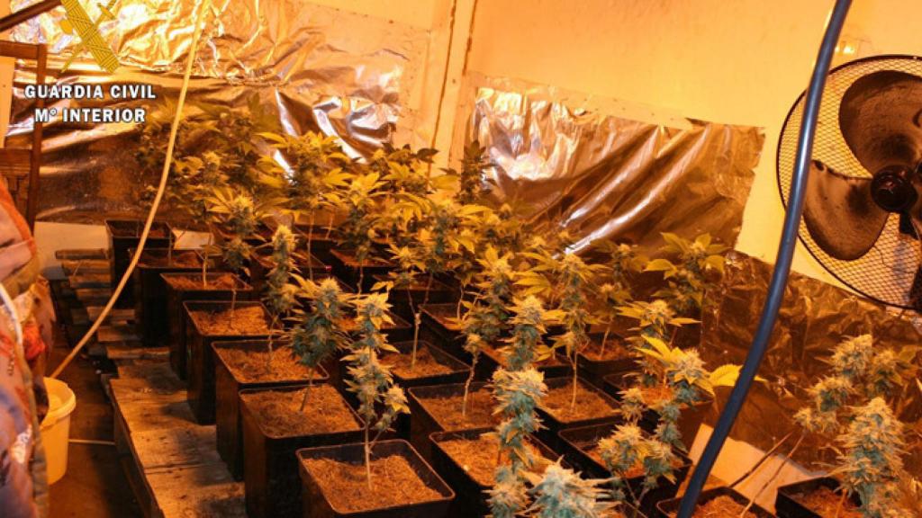 Palencia-marihuana-guardia-civil