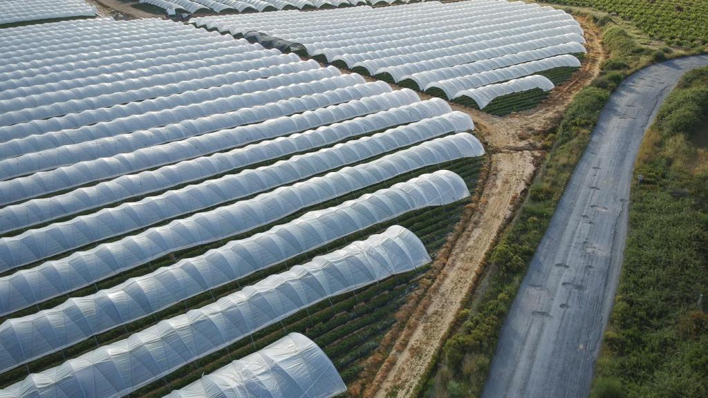 En localidades como Palos de la Frontera o Moguer, el número de abortos durante la temporada de recolección de la fresa se disparan. En 2016, entre ambas poblaciones se registraron 185 abortos. El 90% los solicitaron mujeres extranjeras. En esta imagen aérea se observa una finca con invernaderos.