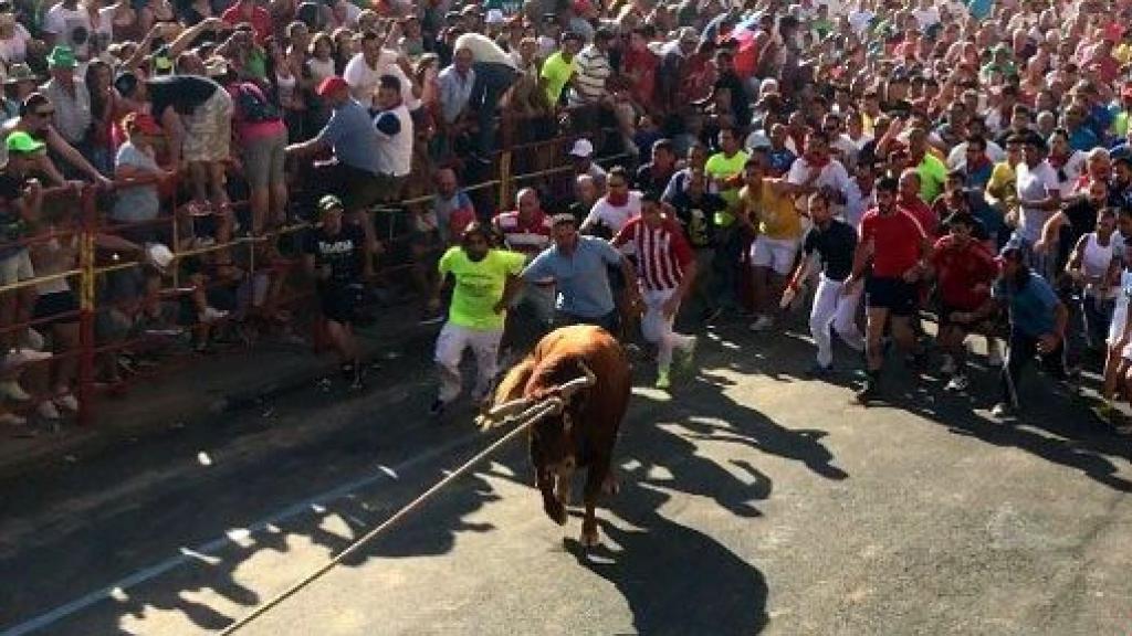 zamora benavente toro enmaromado (7)