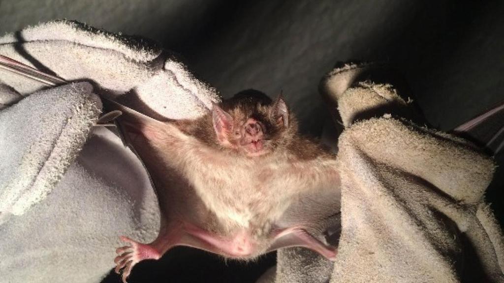 Imagen de uno de los murciélagos 'vampiros'