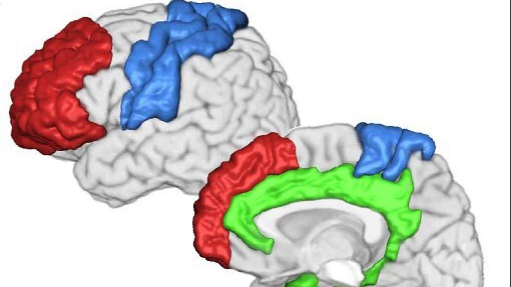 Image: Dolor y evolución de las especies