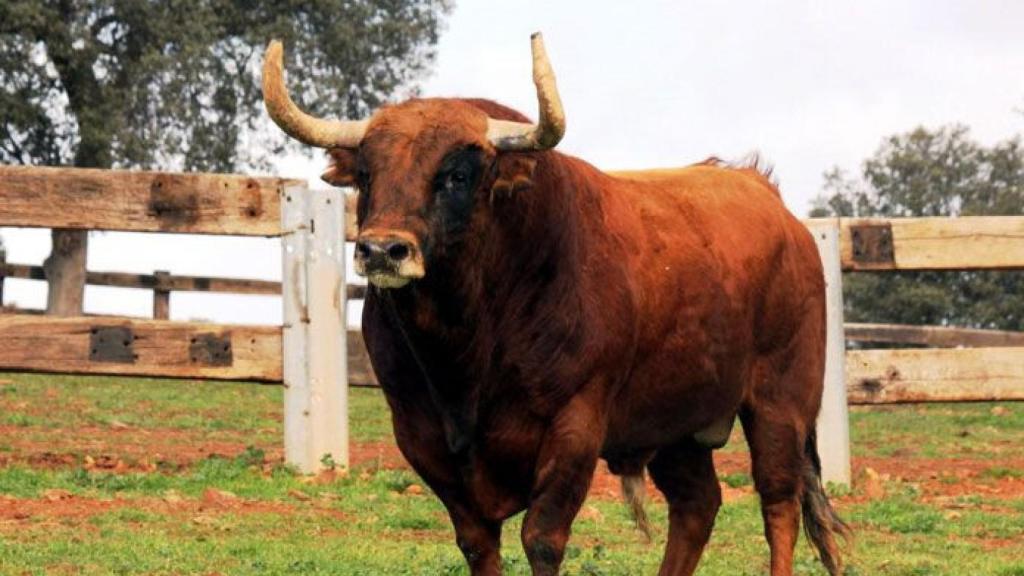 zamora benavente rastreador toro enmaromado 2018