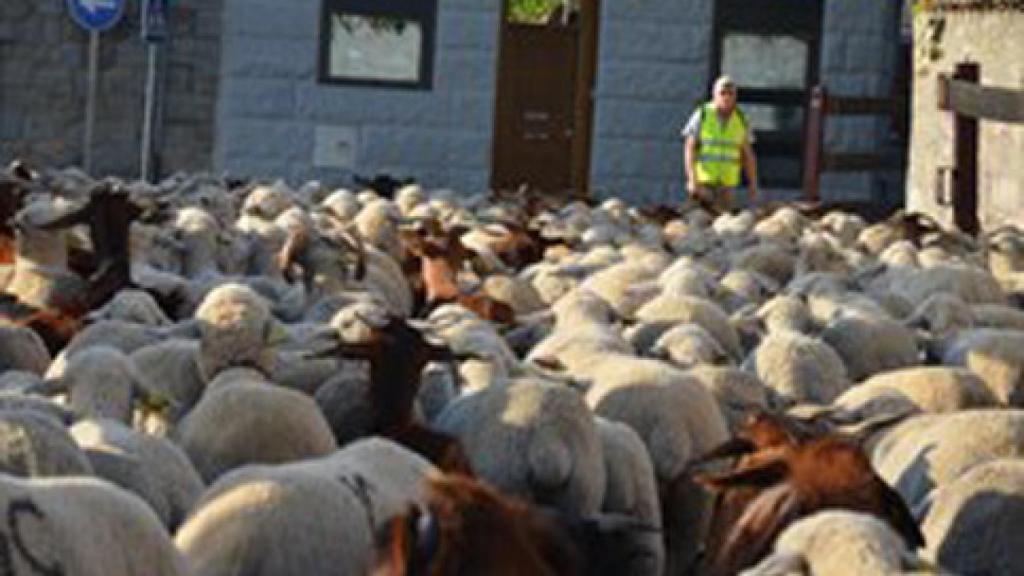 Leon-ovejas-transhumancia