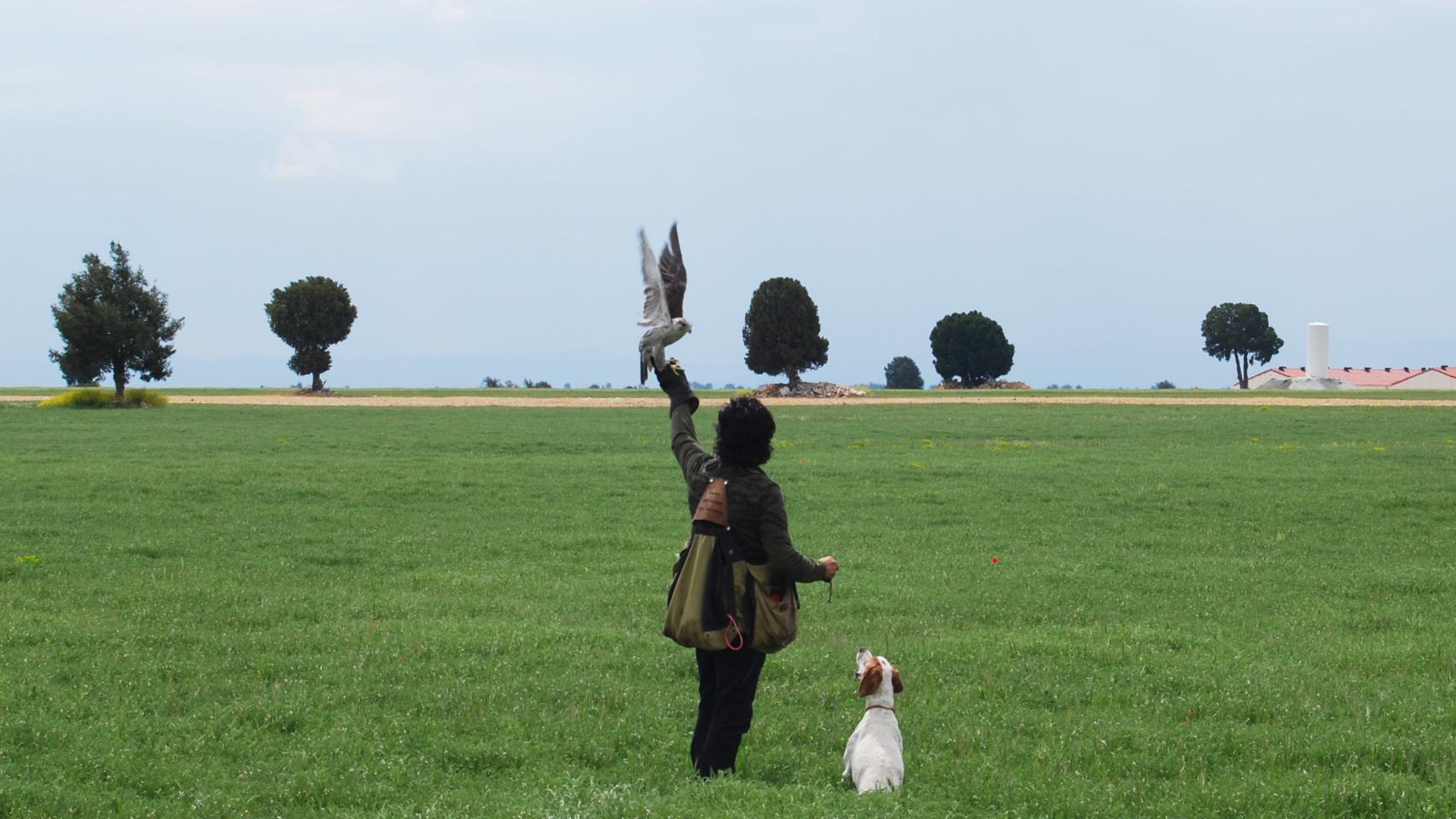 Pedro Saiz, campeón de España de cetrería en seis ocasiones, en el momento de soltar a la rapaz. / Laura Chaparro.